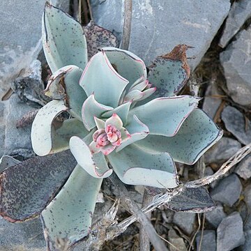 Echeveria cuspidata unspecified picture