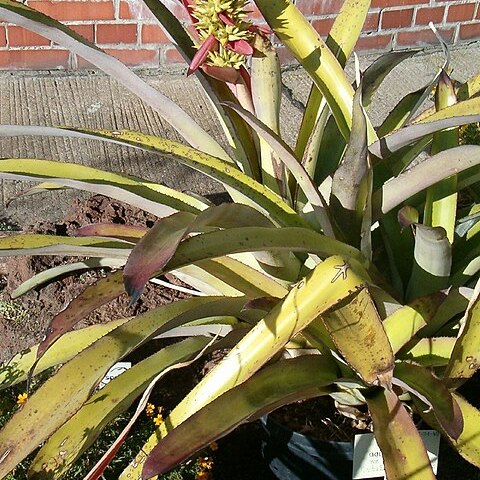 Aechmea aquilega var. aquilega unspecified picture