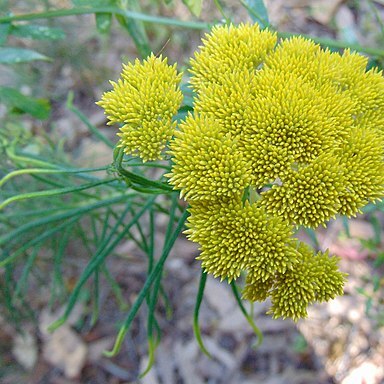 Cassinia leptocephala unspecified picture