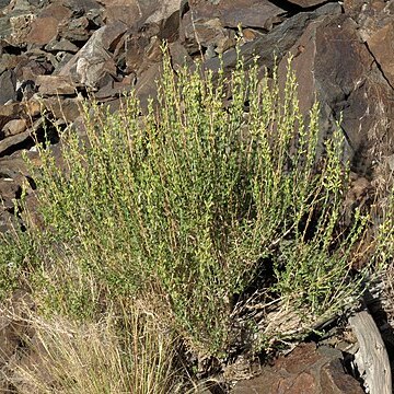 Keckiella rothrockii unspecified picture