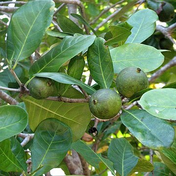 Atractocarpus fitzalanii subsp. fitzalanii unspecified picture