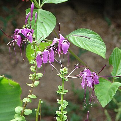 Cleome parviflora unspecified picture