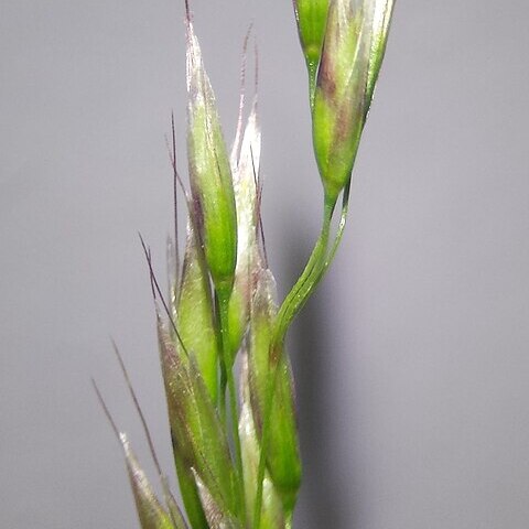 Deschampsia flexuosa unspecified picture