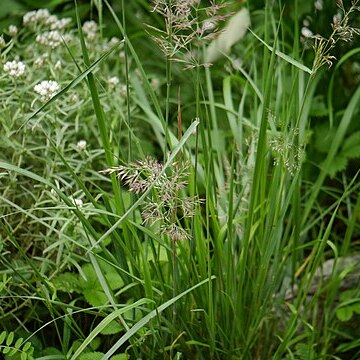 Calamagrostis scabrescens unspecified picture