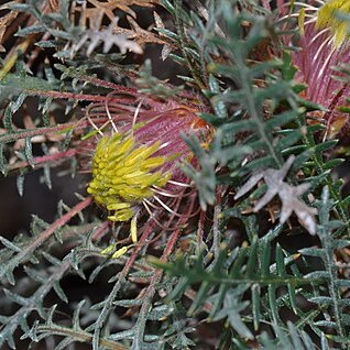 Banksia serratuloides unspecified picture