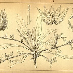 Gossypianthus unspecified picture