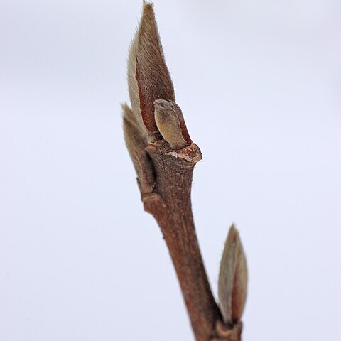 Stewartia rostrata unspecified picture