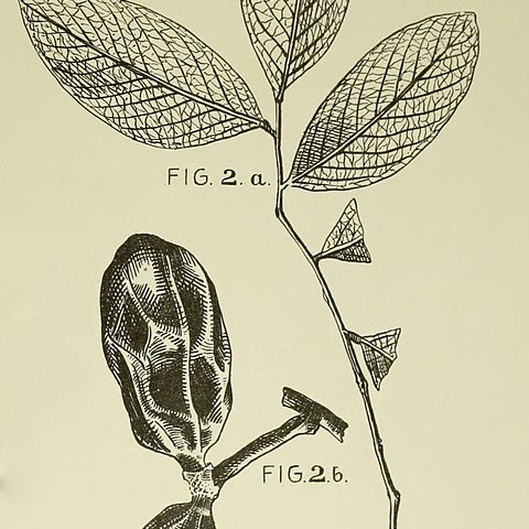 Pseuduvaria macrocarpa unspecified picture