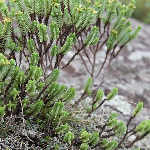 Crassula ericoides unspecified picture