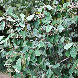 Cotoneaster henryanus unspecified picture