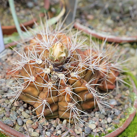 Gymnocalycium chiquitanum unspecified picture