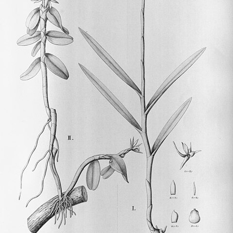 Epidendrum sculptum unspecified picture