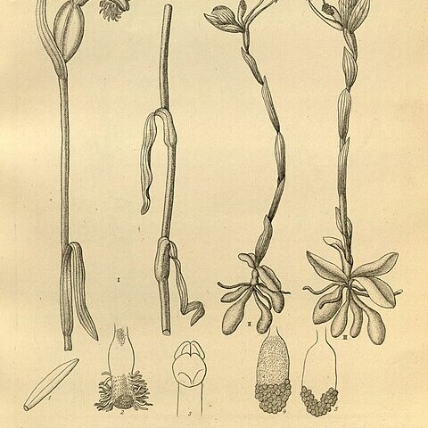 Bipinnula gibertii unspecified picture