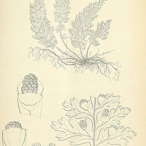 Hymenophyllum exsertum unspecified picture