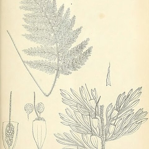 Trichomanes rigidum unspecified picture