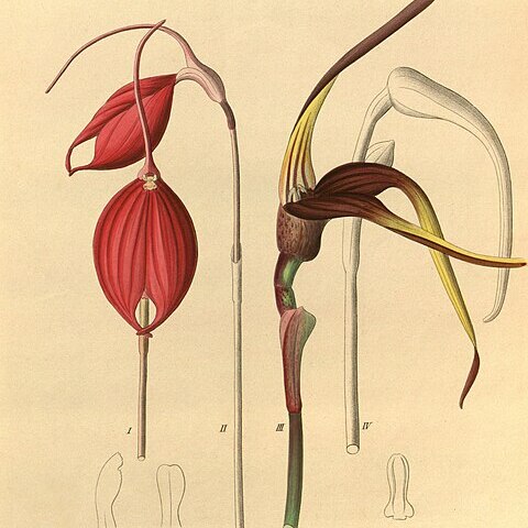 Masdevallia pachysepala unspecified picture