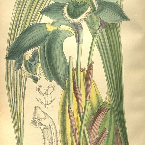 Sudamerlycaste locusta unspecified picture