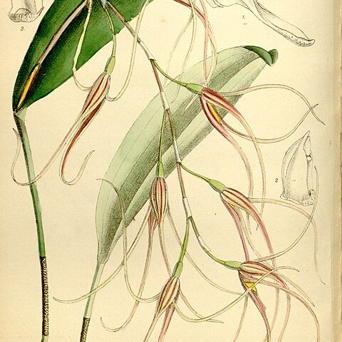 Pleurothallis sirene unspecified picture