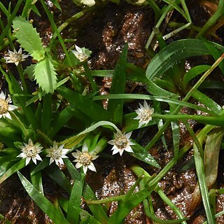 Eriocaulon xeranthemum unspecified picture