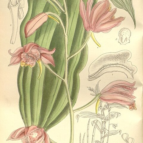 Phaius mishmensis unspecified picture