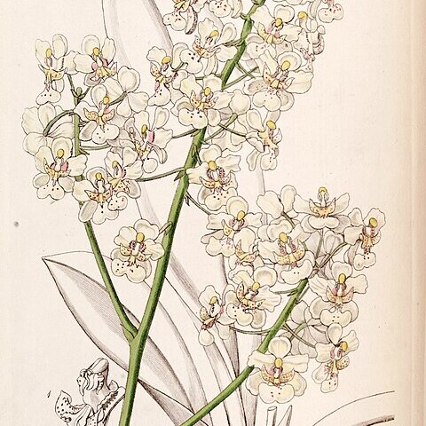 Trichocentrum stramineum unspecified picture