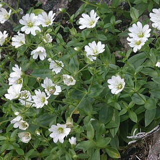 Cerastium carinthiacum unspecified picture