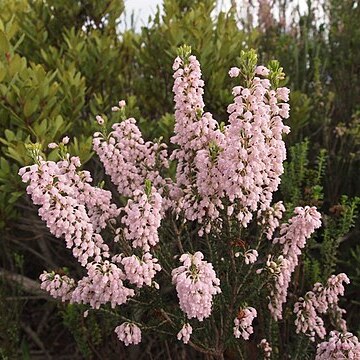 Erica filipendula unspecified picture