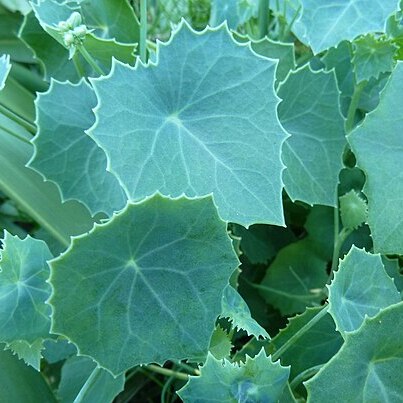 Senecio oxyriifolius subsp. oxyriifolius unspecified picture