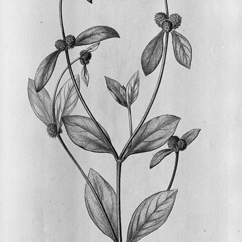 Alternanthera regelii unspecified picture