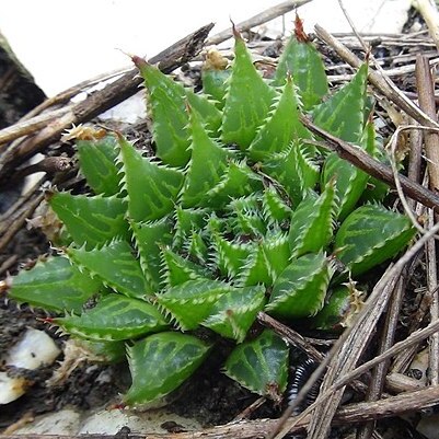 Haworthia rossouwii unspecified picture