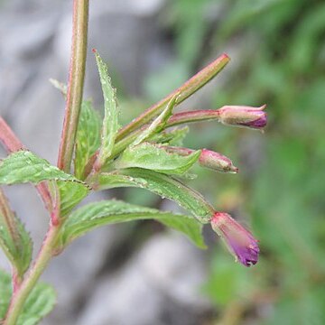 Epilobium brevifolium unspecified picture