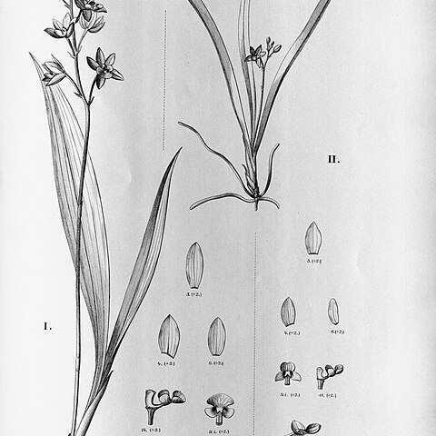 Koellensteinia tricolor unspecified picture