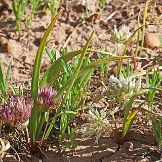 Allium brandegeei unspecified picture