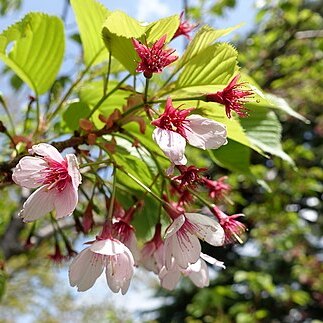 Prunus lannesiana unspecified picture