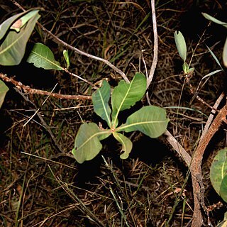 Terminalia brachystemma unspecified picture