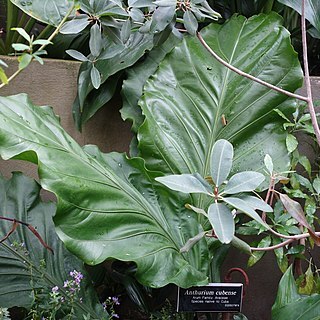 Anthurium cubense unspecified picture