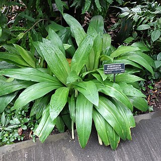 Hymenocallis eucharidifolia unspecified picture