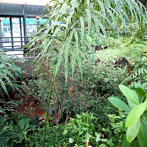 Cycas debaoensis unspecified picture