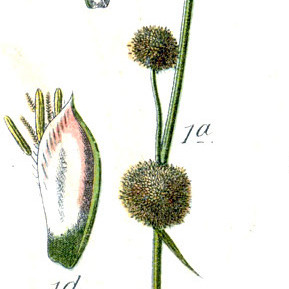 Cyperus holoschoenus unspecified picture