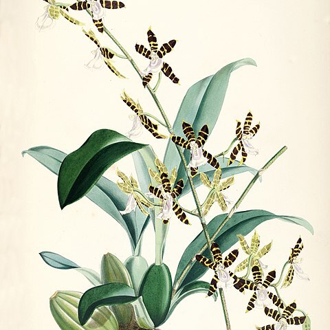 Oncidium reichenheimii unspecified picture