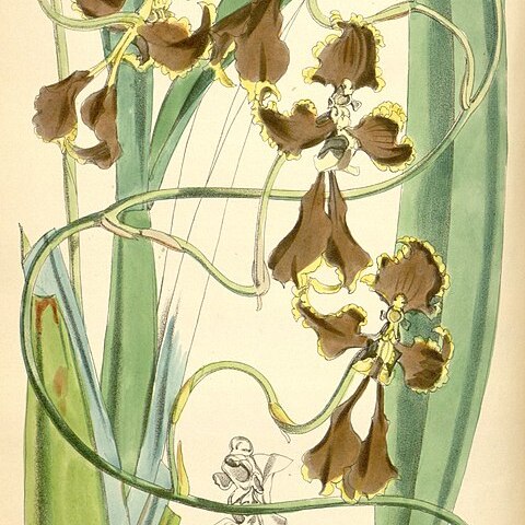 Cyrtochilum cryptocopis unspecified picture