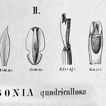 Cleistes quadricallosa unspecified picture