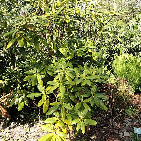 Rhododendron fauriei unspecified picture