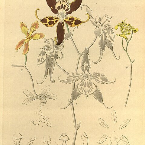 Oncidium lentiginusum unspecified picture