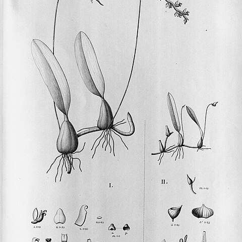 Bulbophyllum granulosum unspecified picture