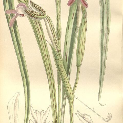 Cynorkis uniflora unspecified picture