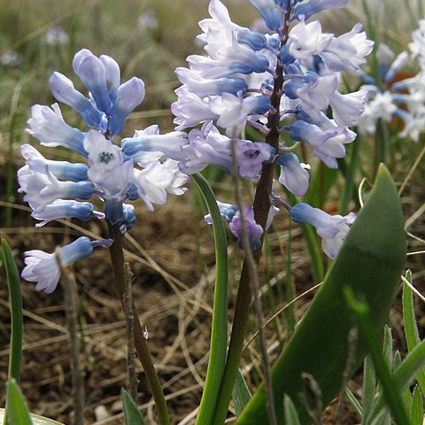 Hyacinthella pallasiana unspecified picture