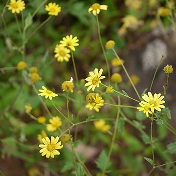 Wedelia urticaefolia unspecified picture