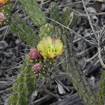 Cylindropuntia californica unspecified picture