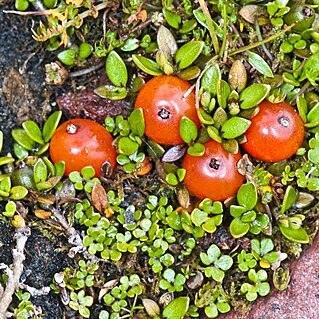 Coprosma perpusilla unspecified picture